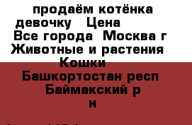 продаём котёнка девочку › Цена ­ 6 500 - Все города, Москва г. Животные и растения » Кошки   . Башкортостан респ.,Баймакский р-н